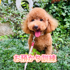 お預かり訓練（生後3か月～）　1か月～　｜犬のしつけ教室　大阪